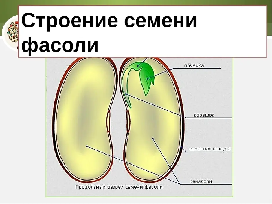 Рассмотрите изображение семени в разрезе и выполните задания