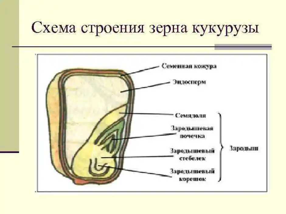 Строение кукурузы схема биология 6 класс