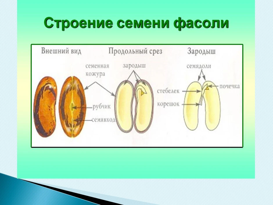 Рассмотрите изображение семени фасоли в разрезе и выполните задания покажите стрелками и подпишите