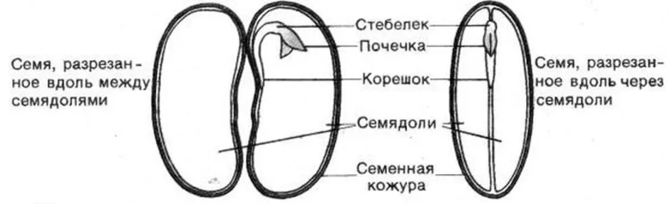 Обозначьте зародыш семени на рисунке. Схема строения семени фасоли 6 класс. Схема строения семени фасоли 6 класс биология. Строение семени схема 6 класс биология. Зарисуйте семя фасоли и подпишите его части.