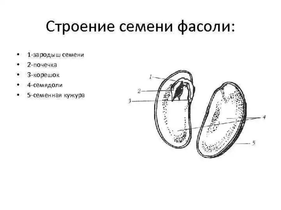 Строение семени рисунок. Схема строения семени фасоли.