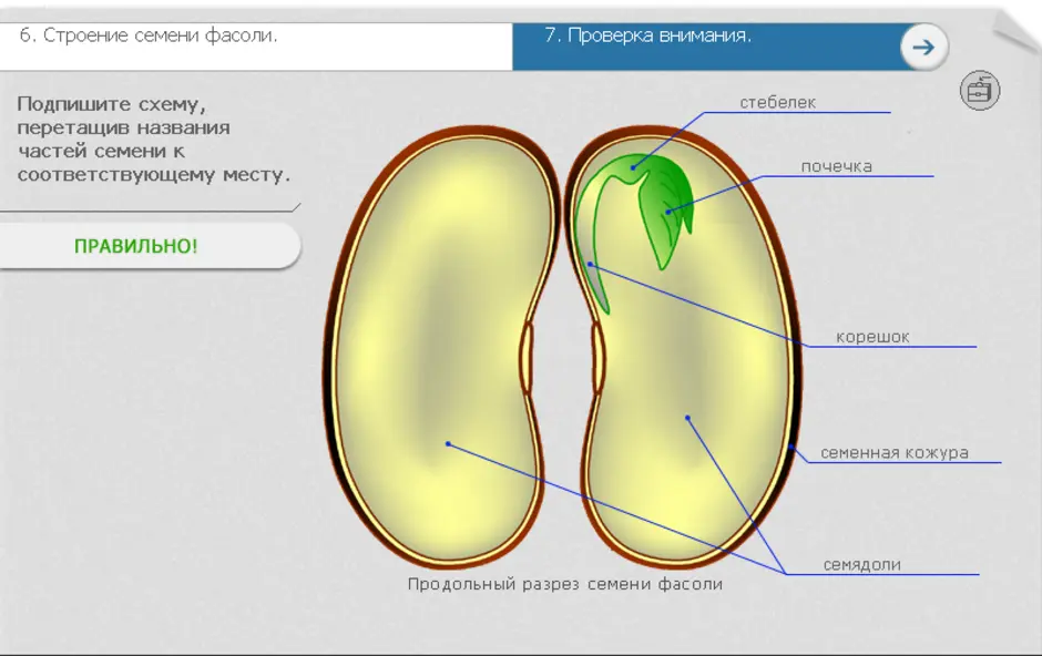 Строение фасоли биология. Строение семени двудольного растения фасоли рисунок. Из чего состоит семя биология 6 класс. Части зародыша семени двудольного растения.