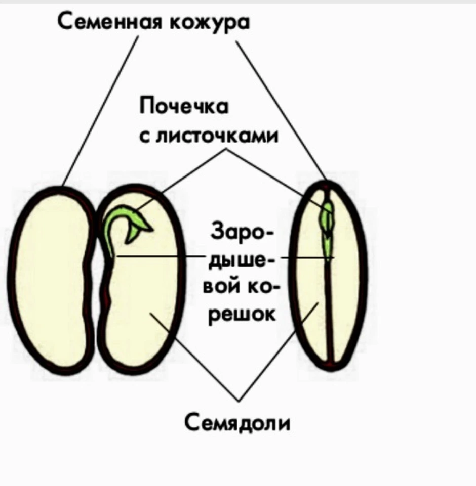 Семя состоит из семенной. Изучите строение семени яблони тыквы подсолнечника. Семена яблони строение. Строение семени тыквы 6 класс биология. Строение семени тыквы.