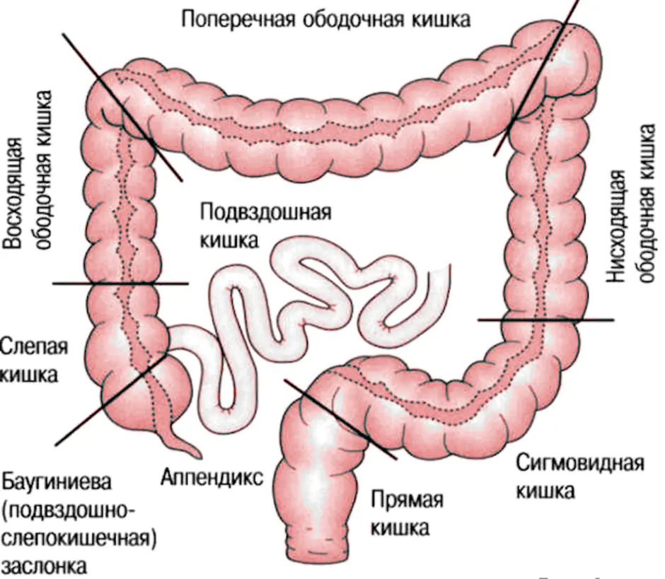 Удлинена сигмовидной. Схема строения Толстого кишечника. Тонкая кишка анатомия строение. Тонкий кишечник строение анатомия. Отделы тонкого кишечника схема.
