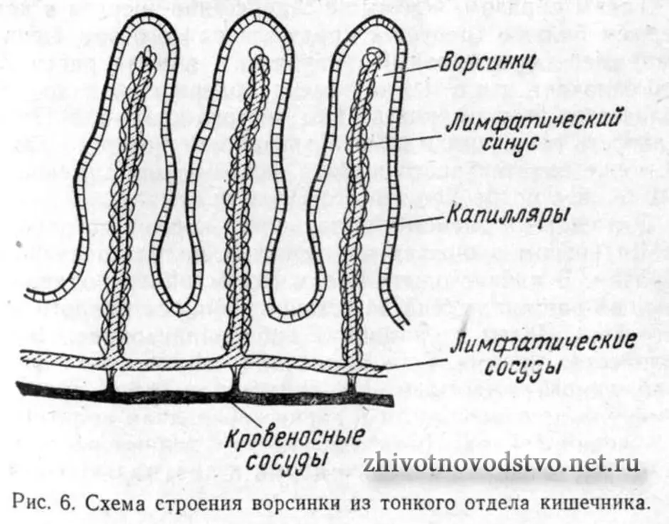 Схема строения ворсинки тонкого кишечника