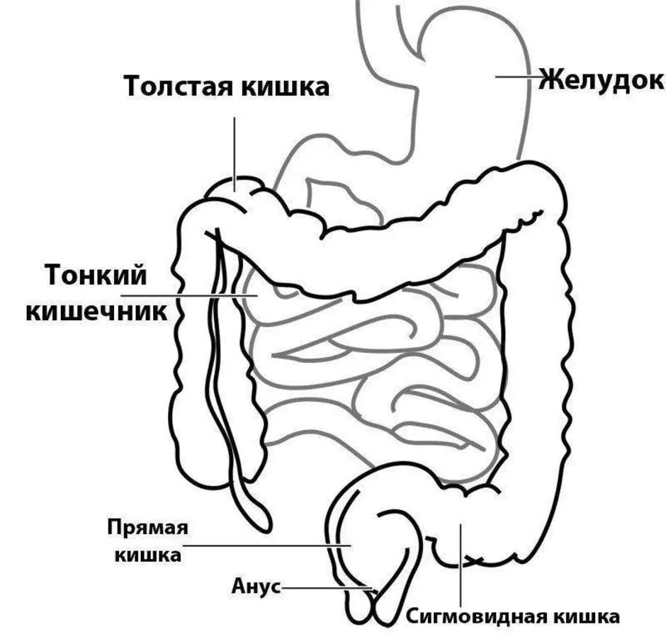 Толстая кишка где находится рисунок