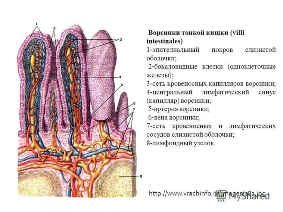 В ворсинках тонкого кишечника происходит. Схема строения кишечной ворсинки. Схема строения ворсинки тонкой кишки. Микроворсинки тонкой кишки гистология. Строение кишечной ворсинки анатомия.