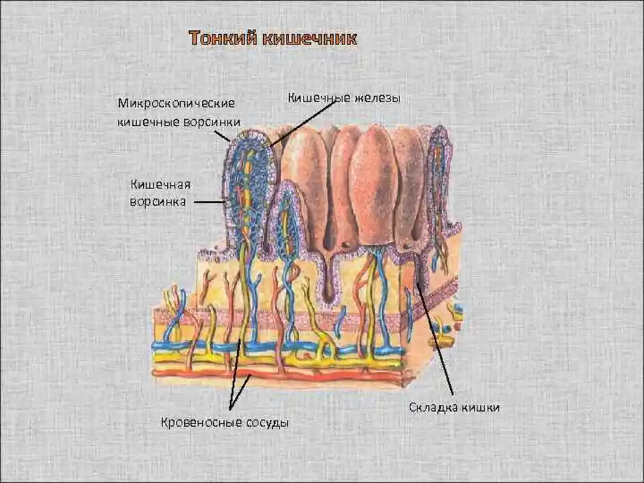 Тонкая кишка рисунок. Строение кишечной ворсинки рисунок. Строение ворсинки кишечника человека. Строение кишечной ворсинки человека. Схема строение кишечных ворсинок рис 98.