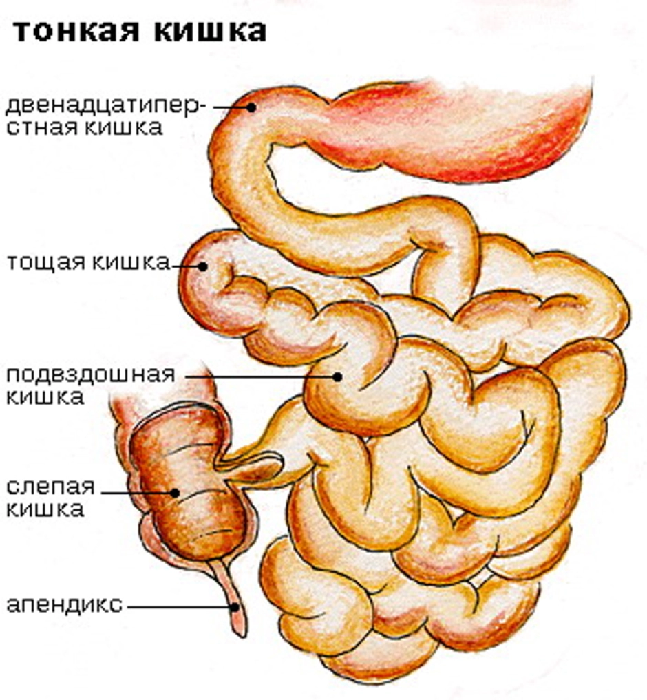 Какой отдел кишечника обозначен на рисунке зеленым цветом