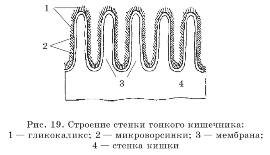 Схема строения ворсинки тонкого кишечника