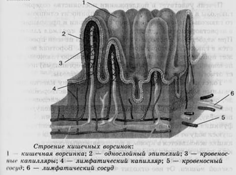 Кишка обозначенный на рисунке. Строение ворсинки тонкого кишечника. Схема строения ворсинки тонкой кишки. Строение кишечной ворсинки. Строение ворсинок тонкой кишки анатомия.