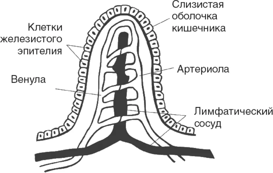 Какая структура ворсинки кишечника обозначена на рисунке цифрой 1