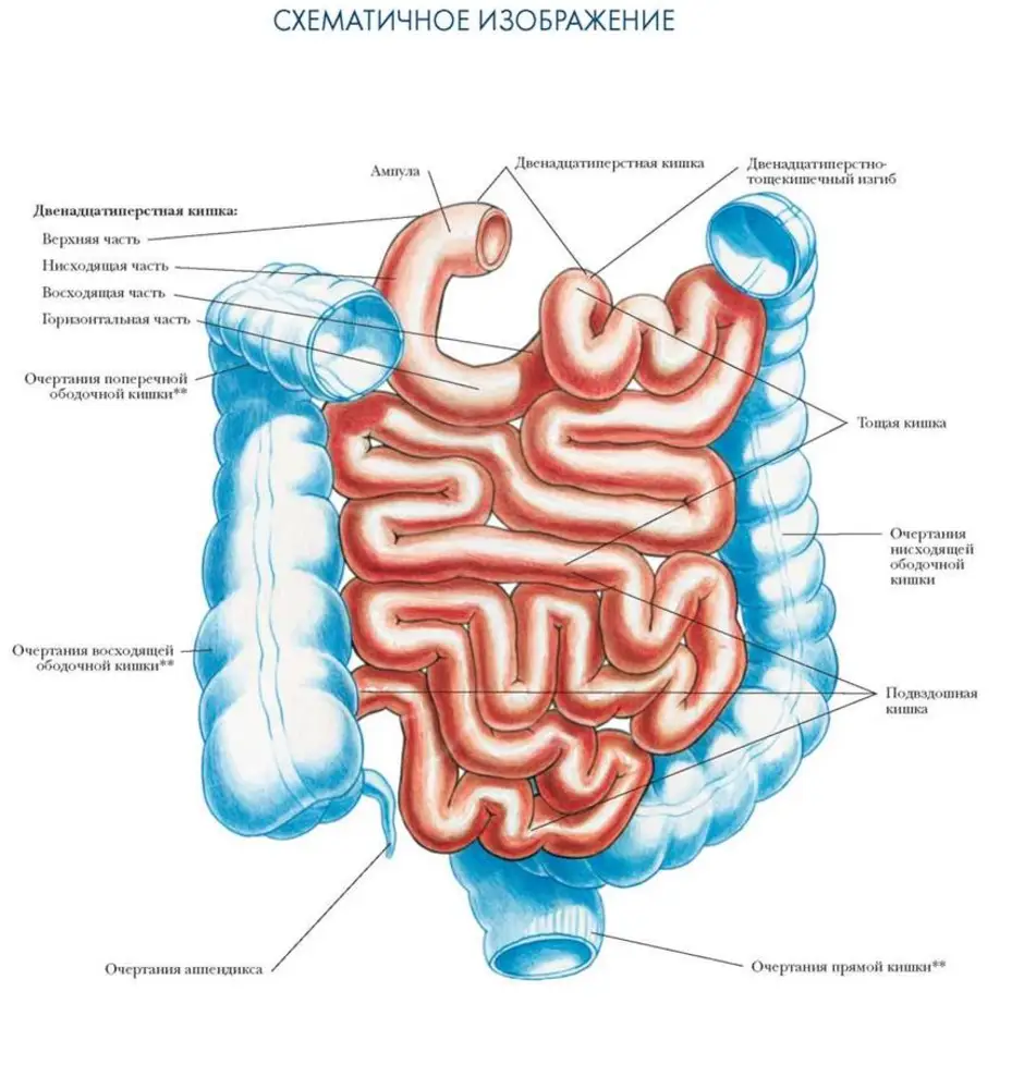 Строение кишечника картинки. Тонкая кишка анатомия строение. Пищеварительная система кишечник анатомия. Тонкий кишечник строение анатомия. Тонкая кишка отделы строение.