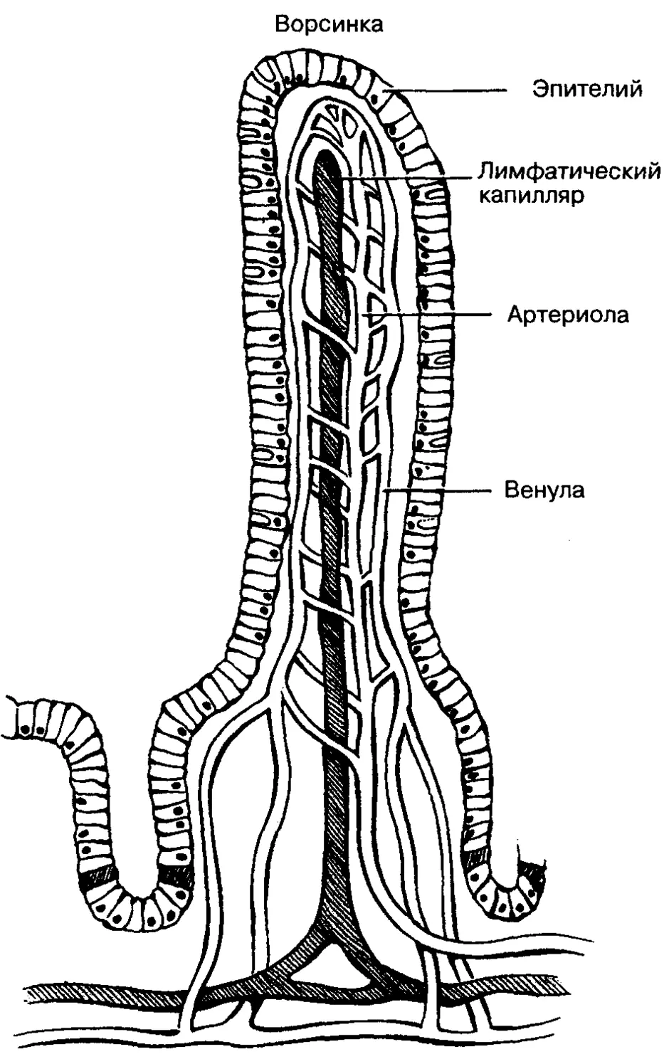 Кишечные ворсинки рисунок