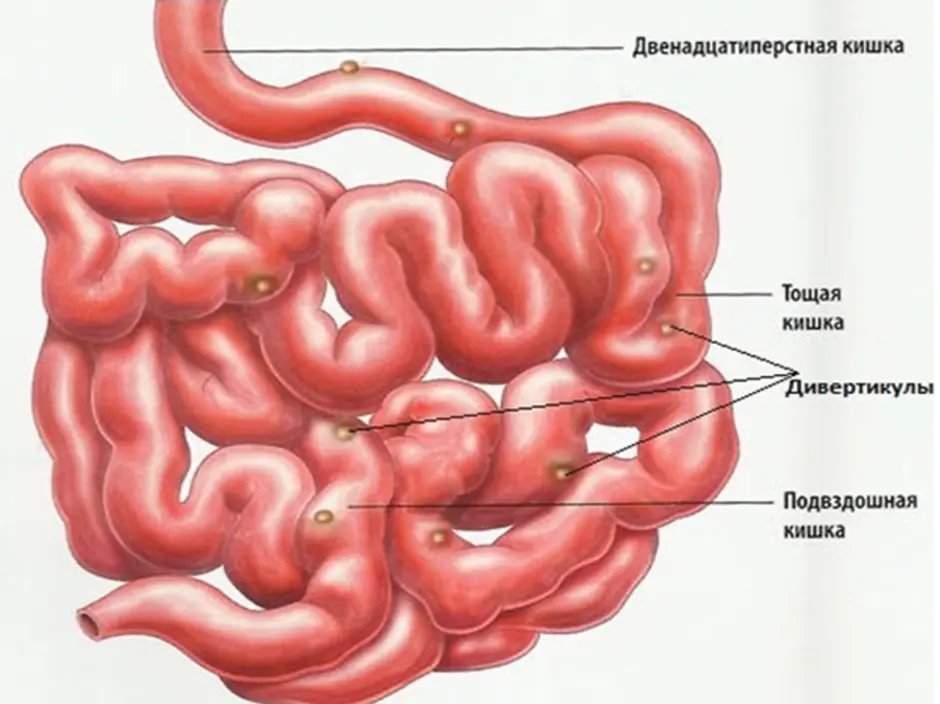 Какой отдел кишечника обозначен на рисунке зеленым цветом