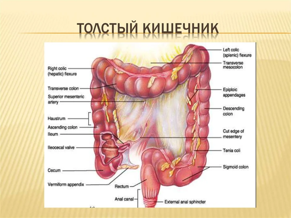 Анатомия кишечника человека схема