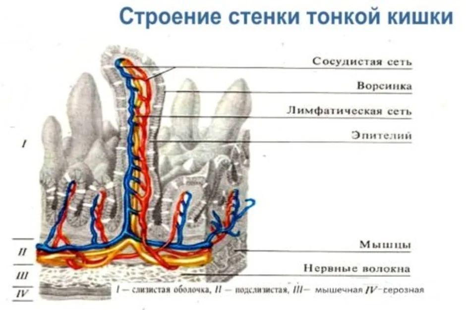 Общая длина тонкого кишечника. Строение ворсинки тонкого кишечника. Схема строения ворсинки тонкой кишки. Ворсинки тонкого кишечника анатомия. Строение ворсинки кишки.