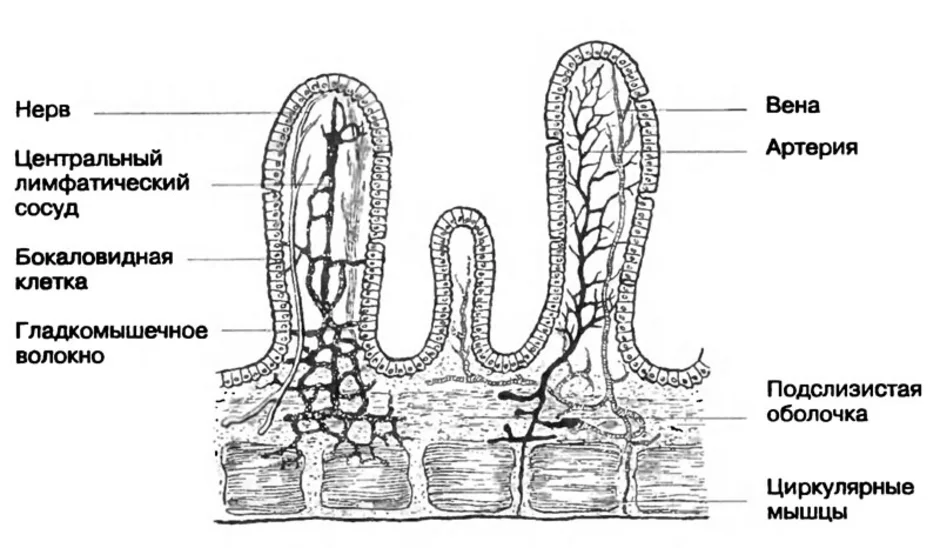 Строение кишечной ворсинки рисунок