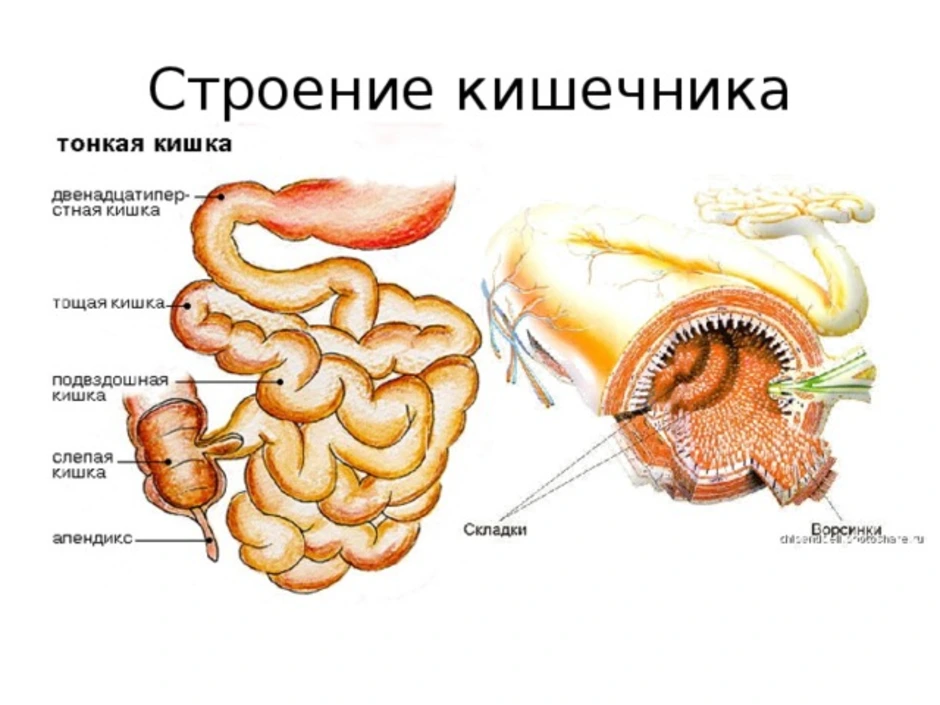 Рисунок толстого и тонкого кишечника