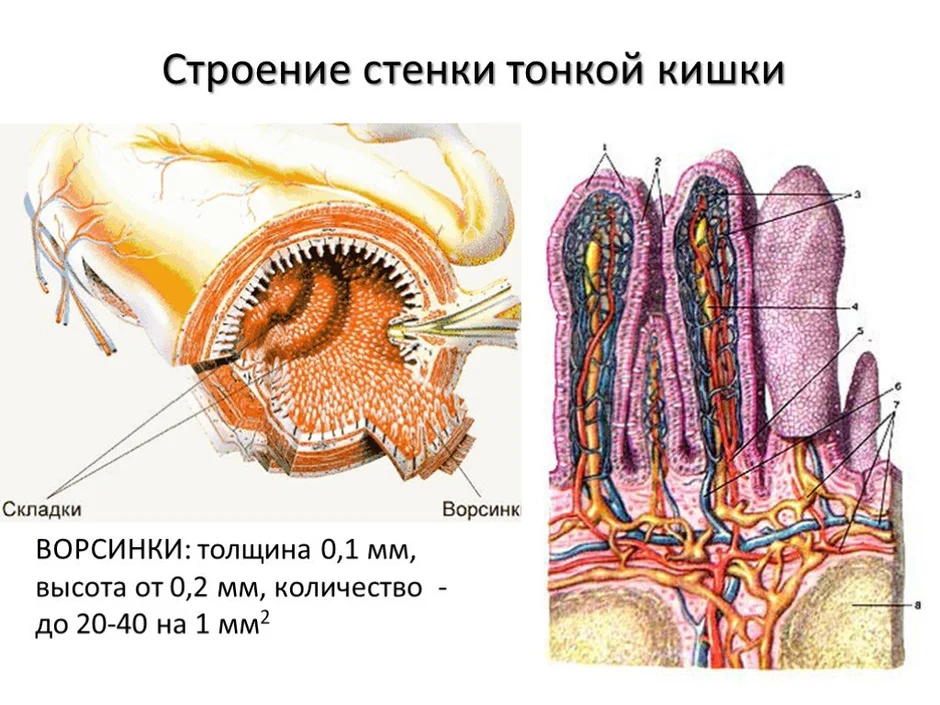 Выберите три верно обозначенные подписи к рисунку на котором изображено строение кишечных ворсинок