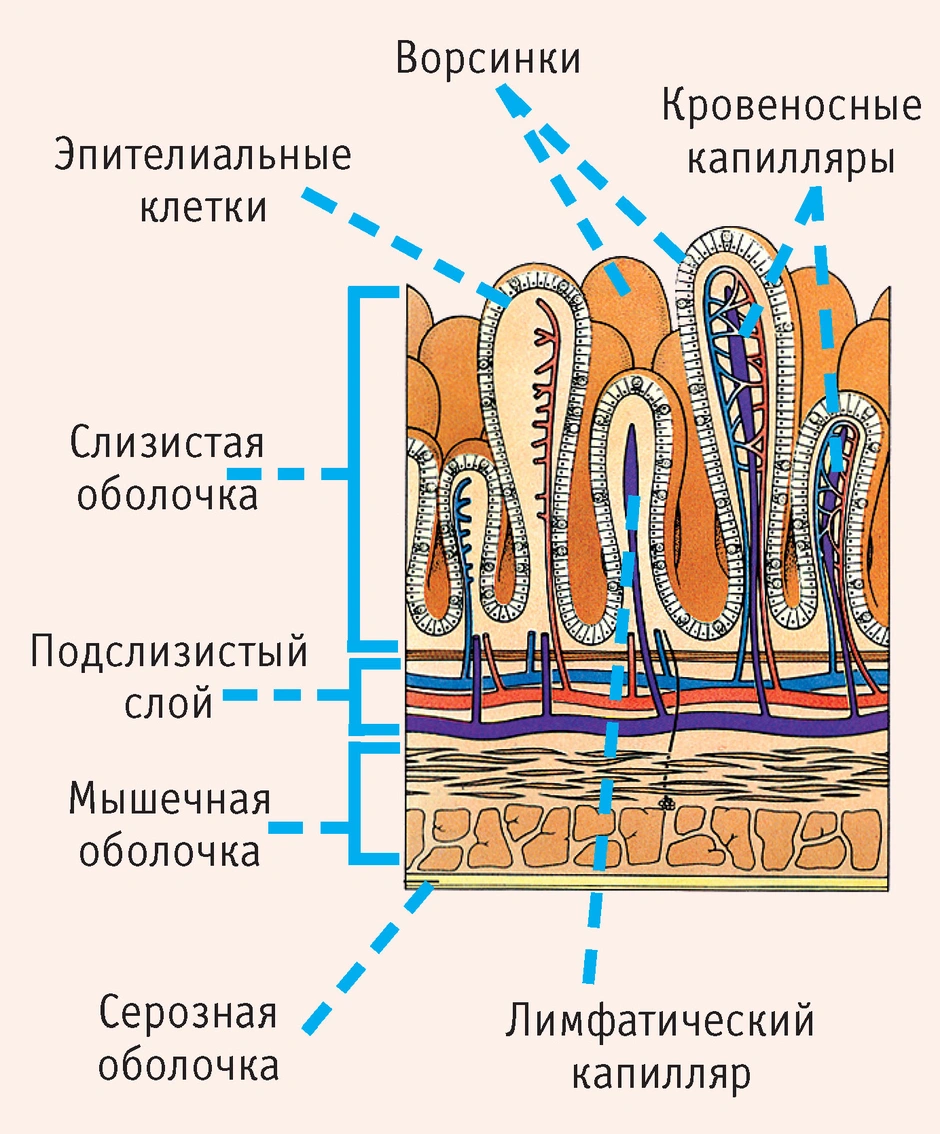 Выберите три верно обозначенные подписи к рисунку на котором изображено строение кишечных ворсинок