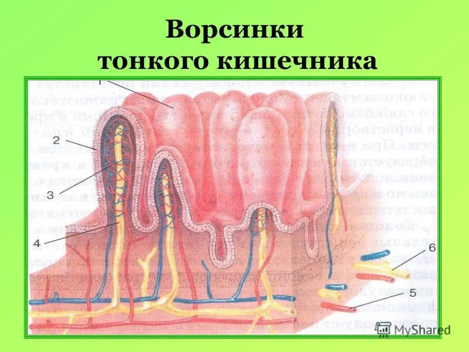 Выберите три верно обозначенные подписи к рисунку на котором изображено строение кишечных ворсинок