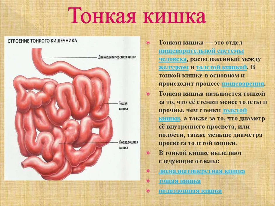 Какой отдел кишечника обозначен на рисунке зеленым цветом