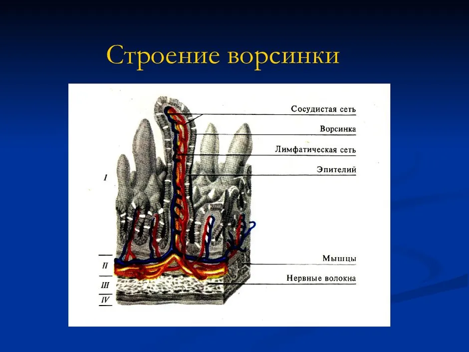 Строение кишечной ворсинки рисунок