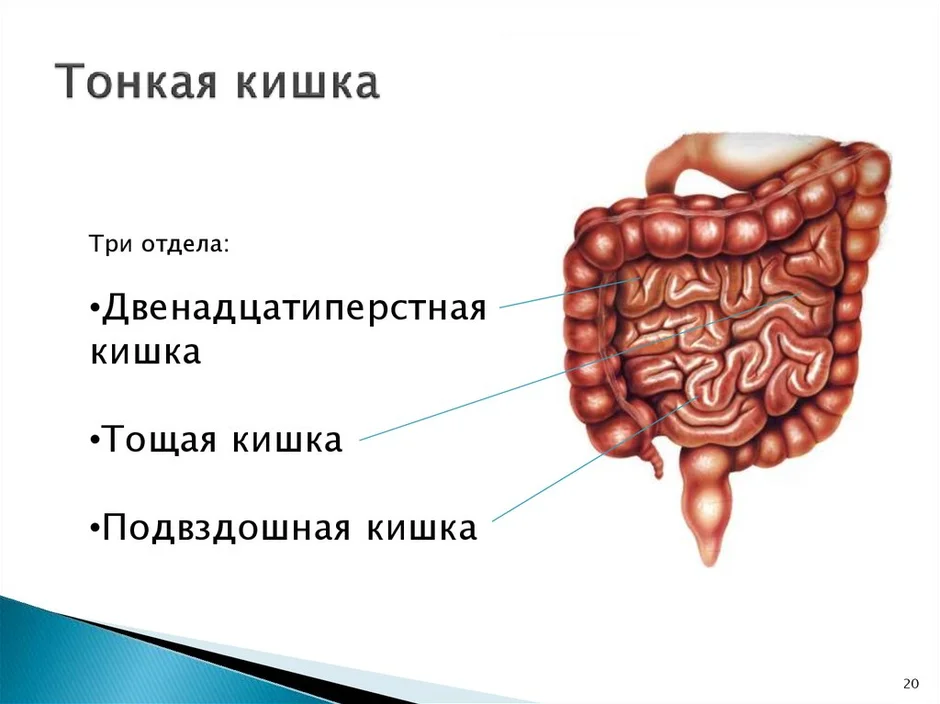 Какой отдел кишечника обозначен на рисунке зеленым цветом