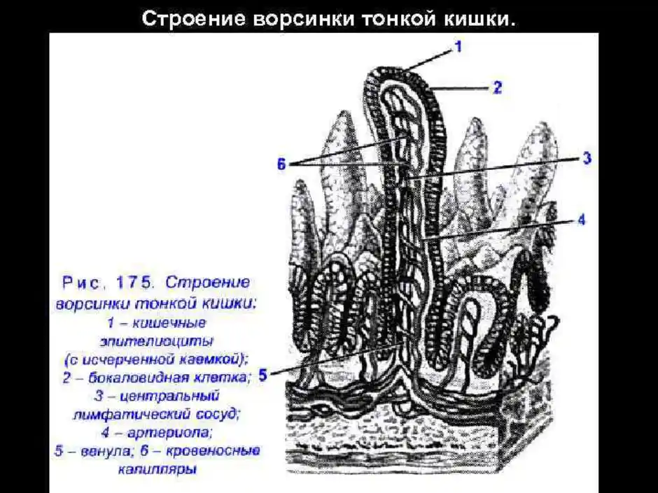 Тонкая кишка строение