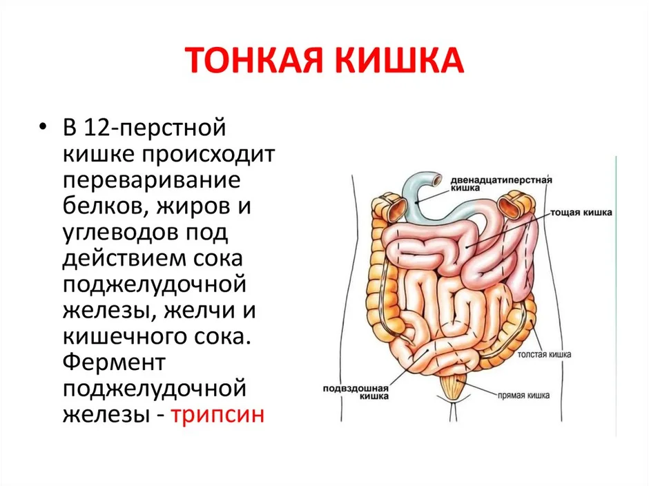 Тонкая кишка рисунок