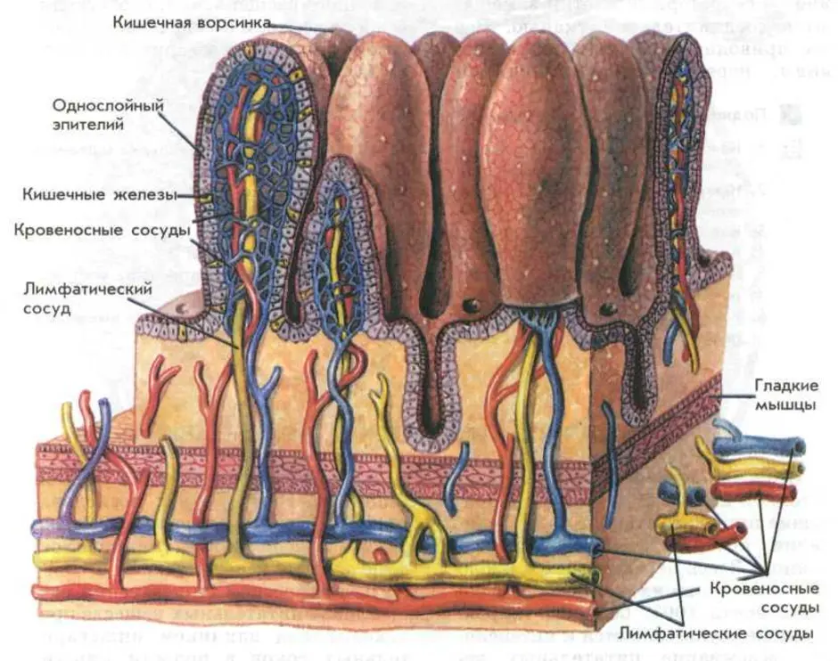 В ворсинках тонкого кишечника в кровь всасываются. Слизистая оболочка кишечника. Кишечные ворсинки. Ворсинки тонкого кишечника анатомия. Микроворсинки кишечника гистология. Строение ворсинки тонкого кишечника.