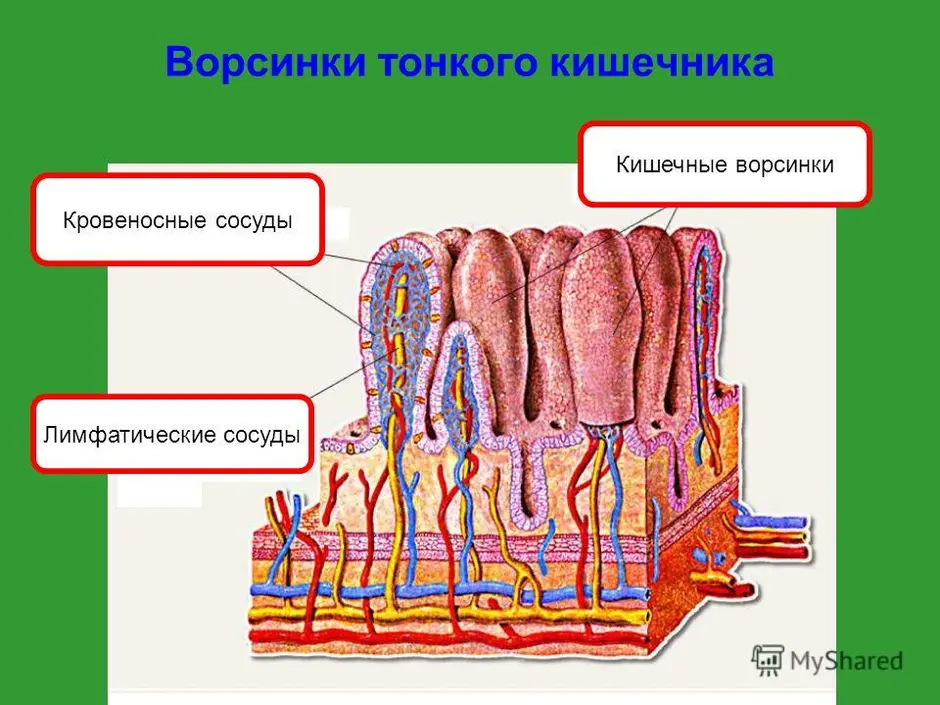 Строение кишечной ворсинки рисунок