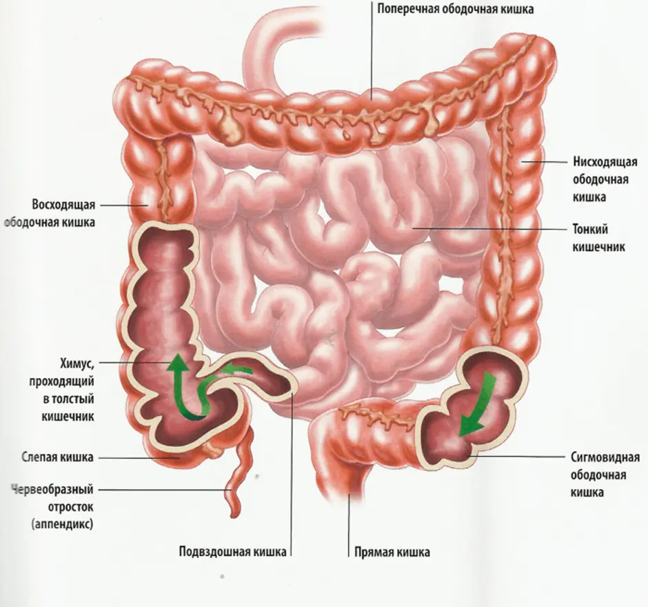Схема кишечника человека рисунок с описанием у мужчин