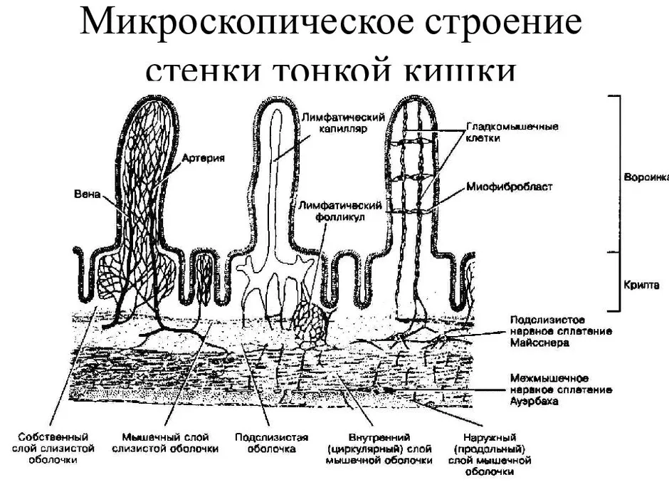 Схема строения ворсинки тонкого кишечника