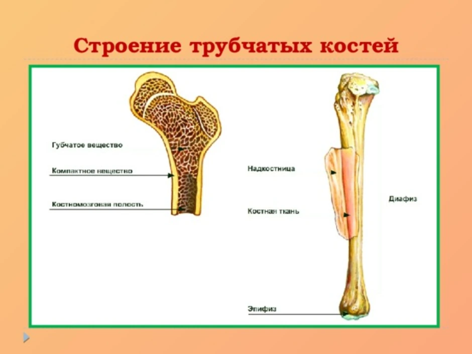 Тело длинные трубчатые кости. Трубчатая кость внешнее строение. Строение трубчатой кости биология. Внешнее и внутреннее строение трубчатой кости. Внешнее строение трубчатой кости.