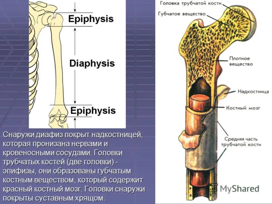 Кость образующую губчатое вещество. Строение трубчатой кости анатомия. Строение кости диафиз эпифиз. Строение длинной трубчатой кости анатомия. Кость в разрезе строение анатомия.
