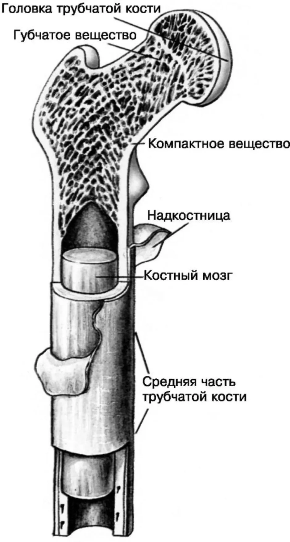 Тело длинной трубчатой кости. Трубчатая кость строение анатомия. Строение длинной трубчатой кости. Трбчатая Кост ьстроение. Рис 13 строение трубчатой кости.