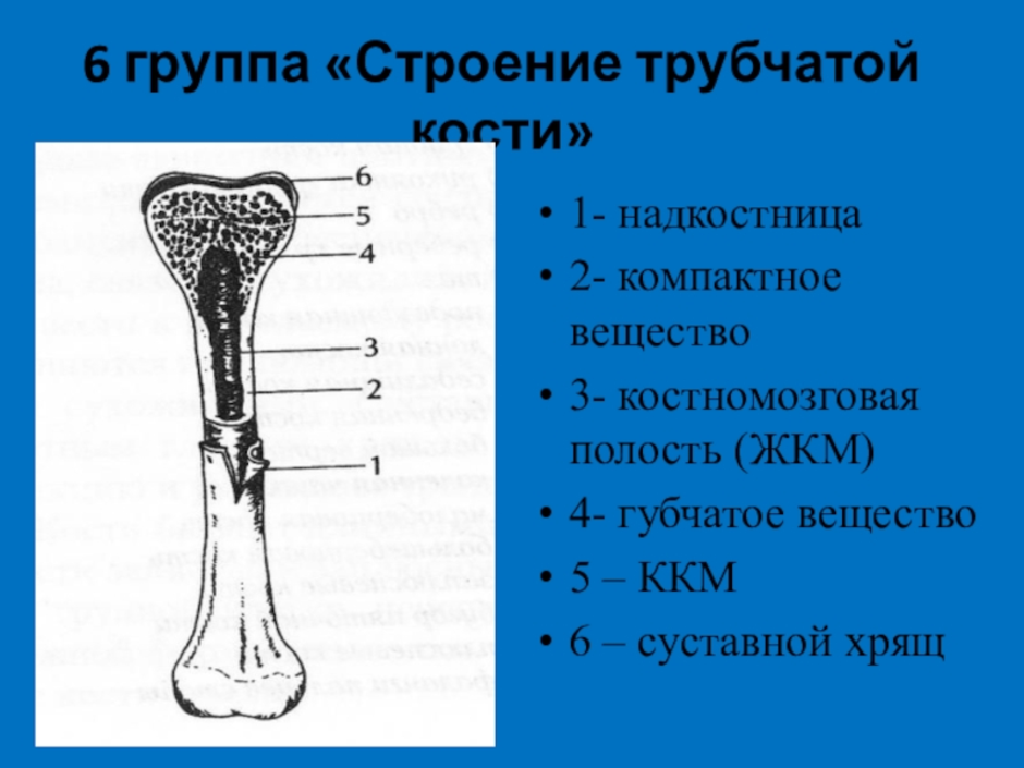 Какие функции выполняют трубчатые кости. Строение длинной трубчатой кости анатомия. Схема строения трубчатой кости человека биология 8 класс-. Нарисуйте схему строения трубчатой кости. Строение трубчатой кости биология 8 класс.