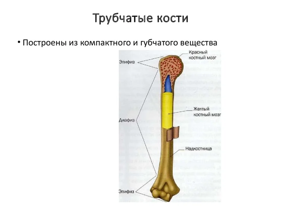 На рисунке изображено строение кости. Строение трубчатой кости. Схема строения длинной трубчатой кости. Строение длинной трубчатой кости анатомия. Трубчатая кость строение рисунок.