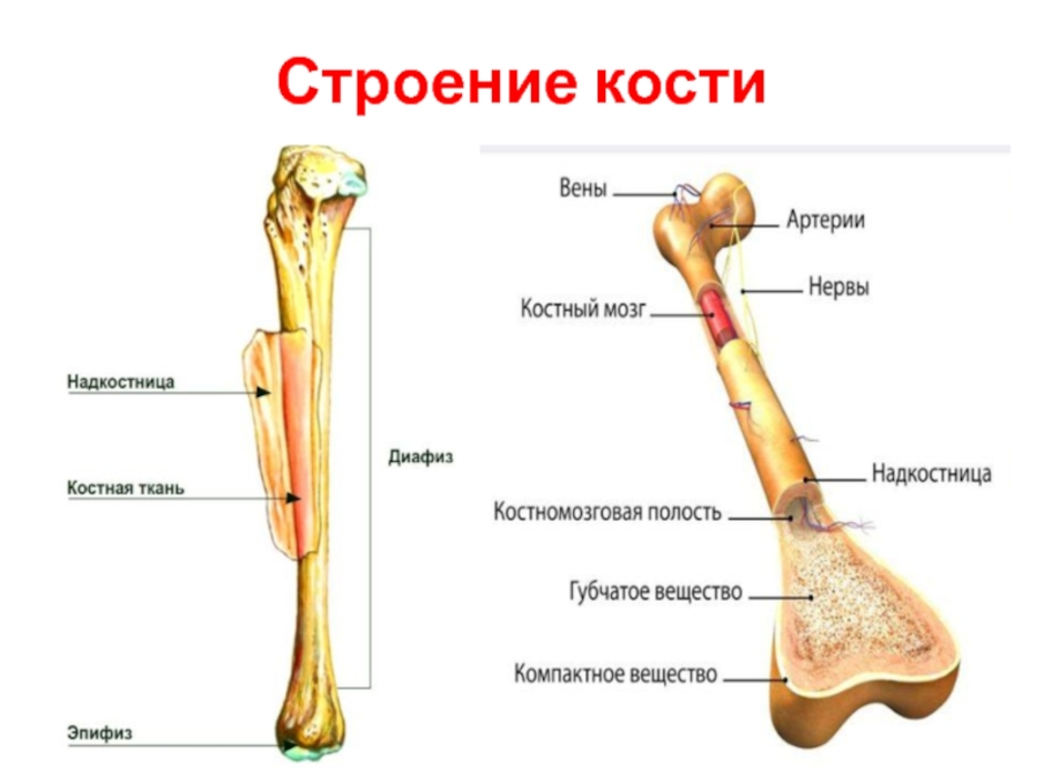 Трубчатая кость состоит из