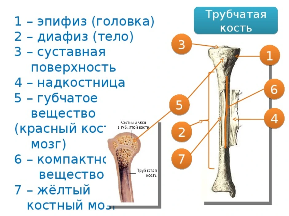 Бедренная кость тип соединения костей. Трубчатая кость строение метафиз. Кость метафиз диафиз. Строение трубчатой кости ЕГЭ. Трубчатая кость диафиз и эпифиз.