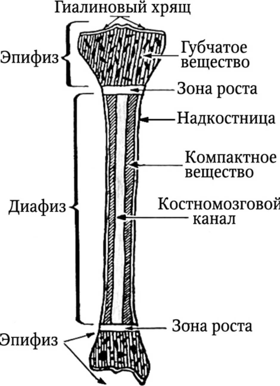 Какое строение имеют кости. Строение длинной трубчатой кости анатомия. Нарисуйте схему строения трубчатой кости. Эпифиз метафиз диафиз костей. Нарисовать схему строения трубчатой кости.