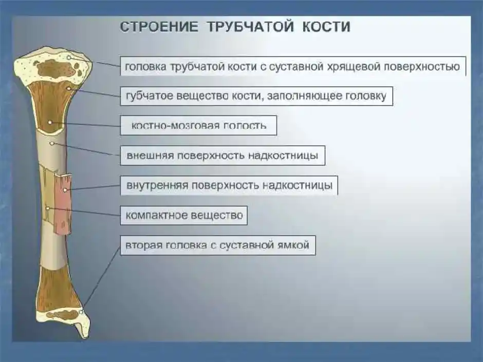 Части трубчатой кости. Строение сустава трубчатой кости. Строение трубчатой кости головка трубчатой кости. Длинная трубчатая кость строение. Структура типичной длинной трубчатой кости.