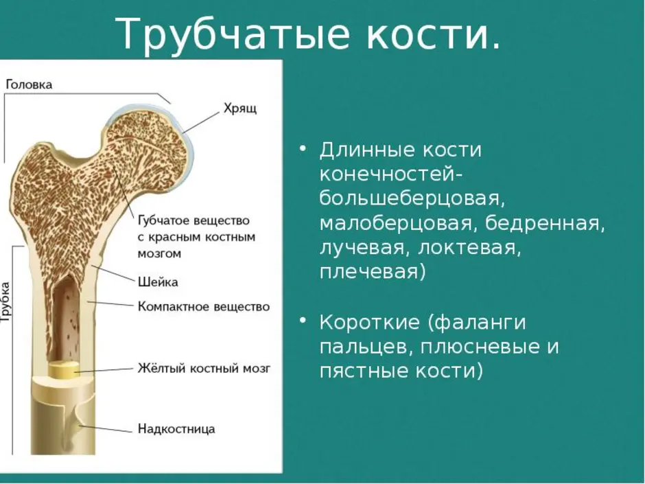 Кость образующую губчатое вещество. Строение трубчатой кости анатомия. Строение длильной трубчатой кости. Строение длинной трубчатой кости анатомия. Длинные трубчатые кости человека.