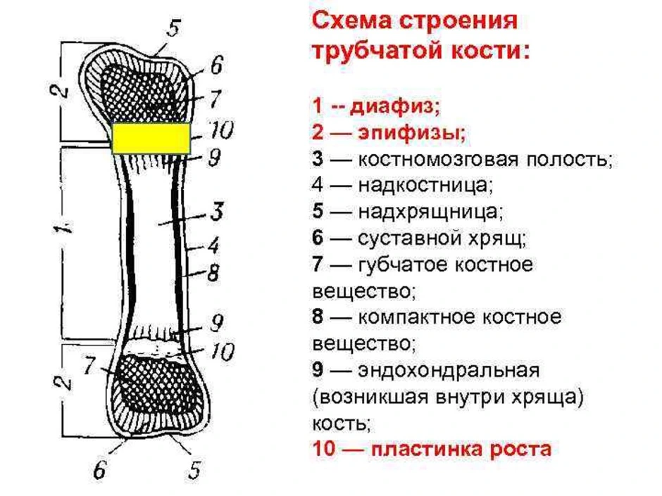 Схема строения длинной трубчатой кости. Трубчатая кость строение анатомия. Строение диафиза трубчатой кости схема. Схема длинной трубчатой кости взрослого человека. Части трубчатой кости