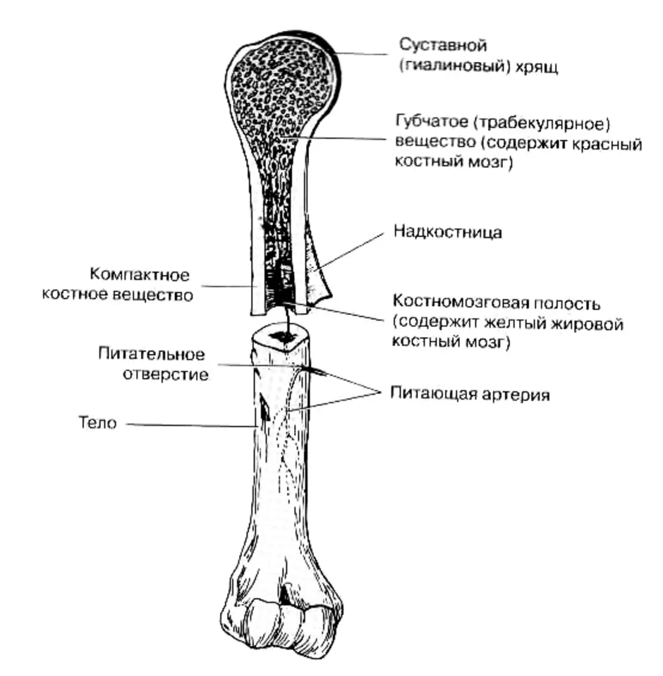 Тело длинной трубчатой кости. Строение длинной трубчатой кости анатомия. Рис 71 строение трубчатой кости. Трубчатая кость строение ЕГЭ. Нарисуйте схему строения трубчатой кости.