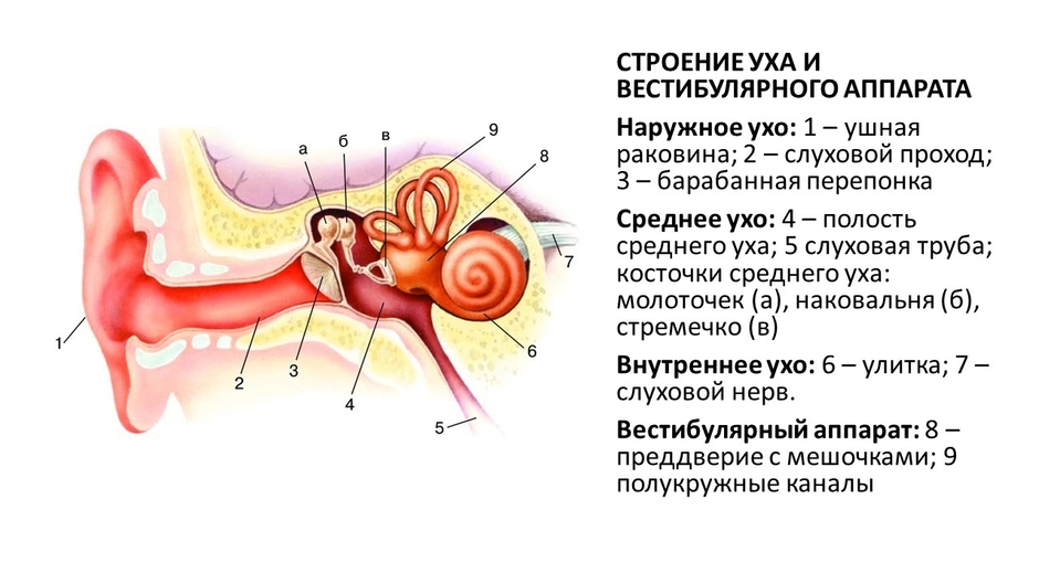 Схема органа слуха