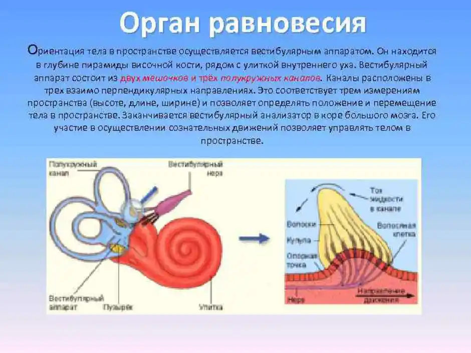 Орган равновесия 8. Отолитовый аппарат внутреннего уха. Вестибулярный анализатор 8 класс биология. Рецепторы вестибулярного аппарата расположены в улитке. Вестибулярный аппарат внутреннего уха строение.