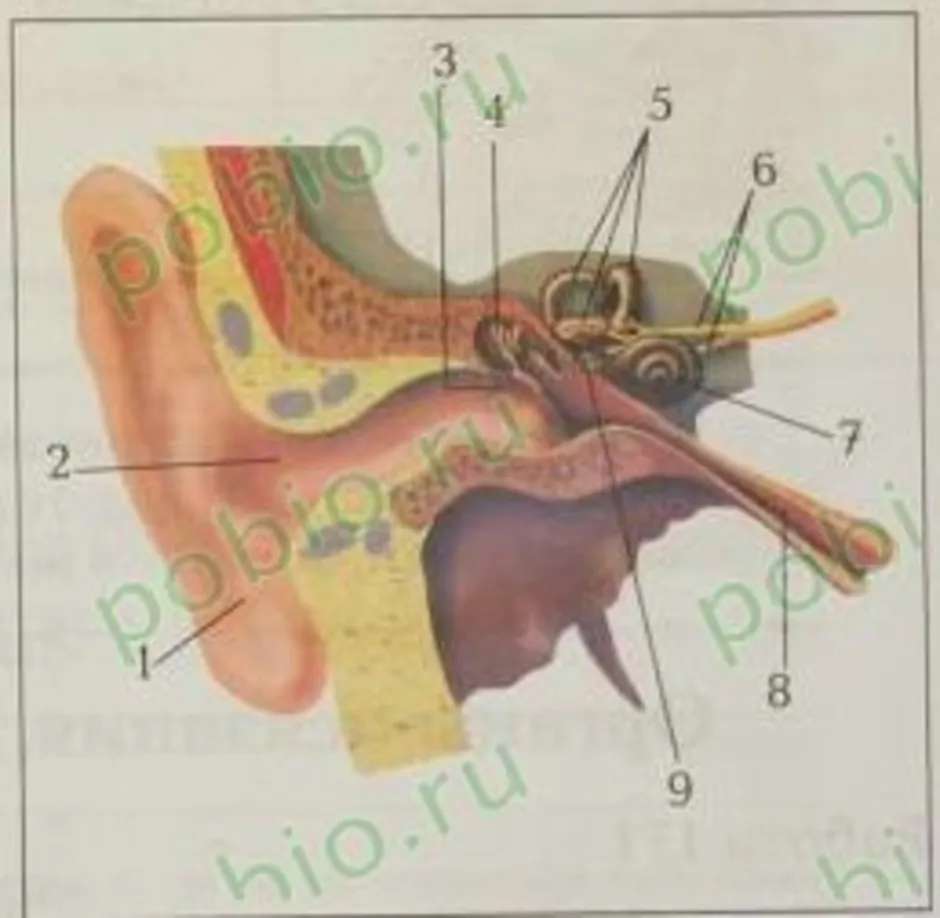 Строение уха 8 класс биология рисунок из учебника